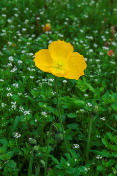 花卉