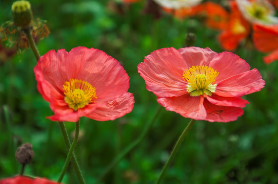 花卉