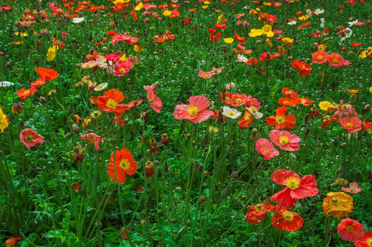 花卉