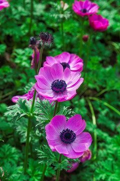 花卉