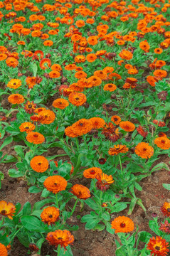 花卉
