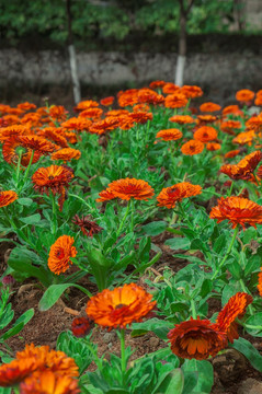 花卉