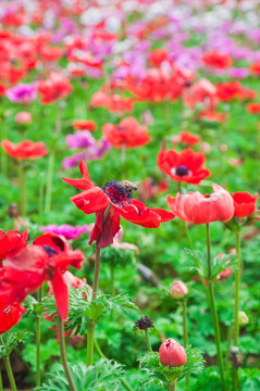花卉