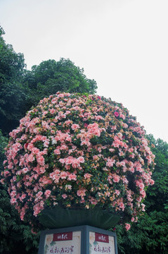 花卉