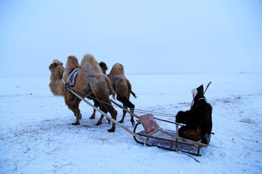 雪原乘坐骆驼爬犁
