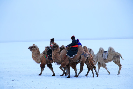 雪原骑骆驼的蒙古族牧民