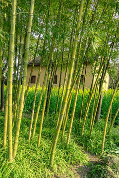 田园小景 农村 乡村农家小屋