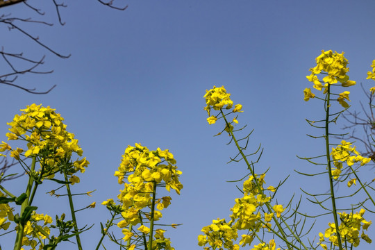 蓝天背景油菜花