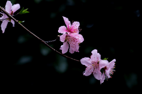 桃花