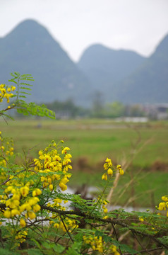 春暖花开