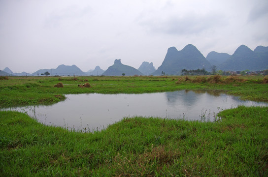 绿草 湿地