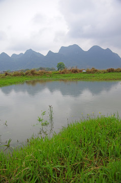 绿草 湿地