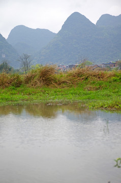 绿草 湿地