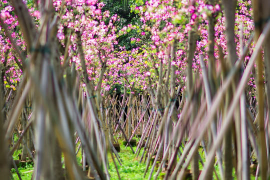 油画紫荆花