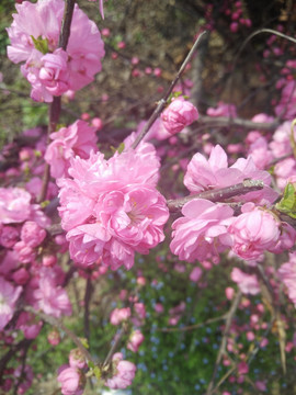 红色樱花 樱花