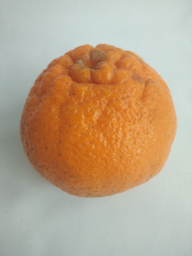 丑橘 不知火