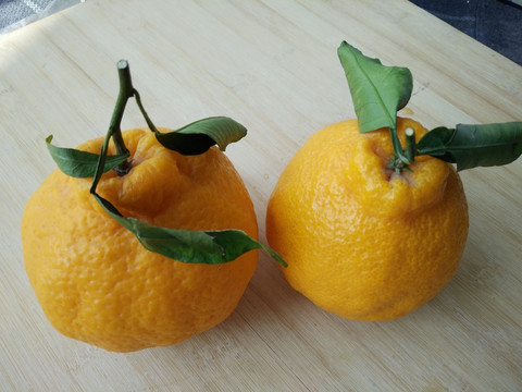 丑柑 丑橘