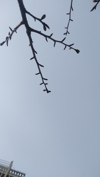 树枝 树枝剪影 树枝纹理