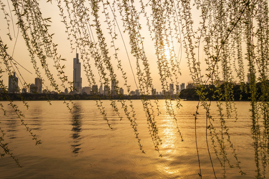 玄武湖夕阳 湖边夕阳 黄昏杨柳