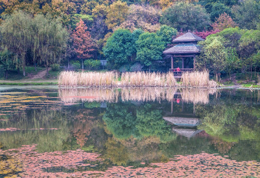 南京钟山风景区琵琶湖的秋天