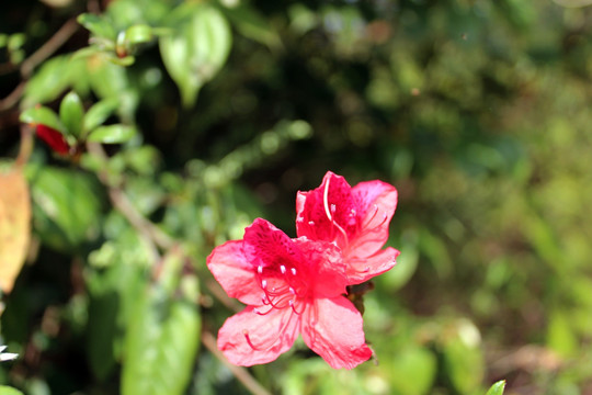 映山红 杜鹃花