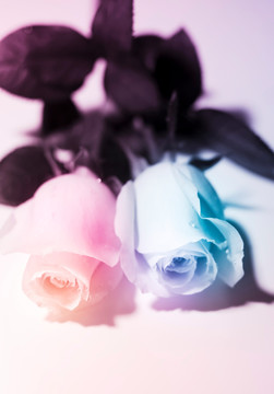 浪漫唯美双色玫瑰