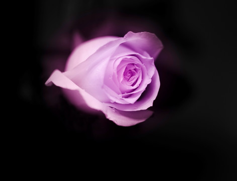 唯美浪漫紫玫瑰
