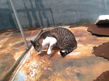 猫咪