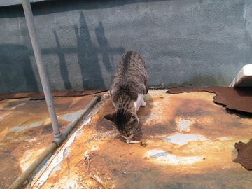 猫咪