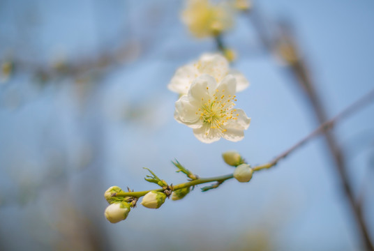 杏花