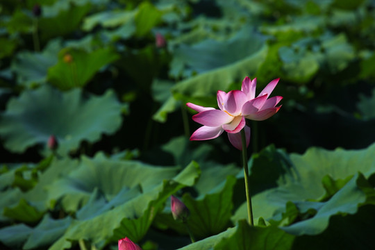 西湖荷花