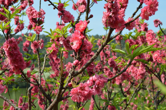 红桃花