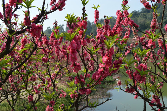 桃花