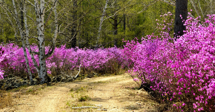 杜鹃花