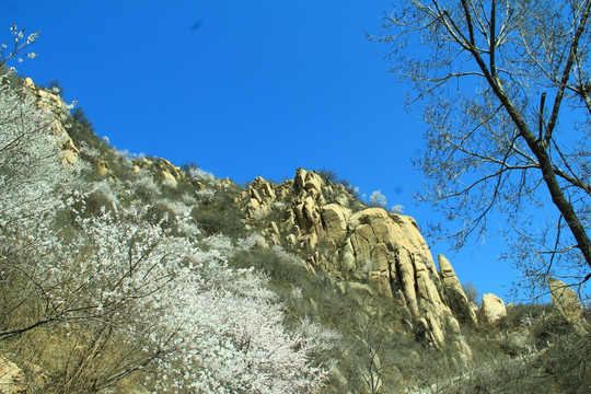 山上杏花树