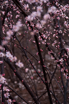 春天的花树一树繁花一树春