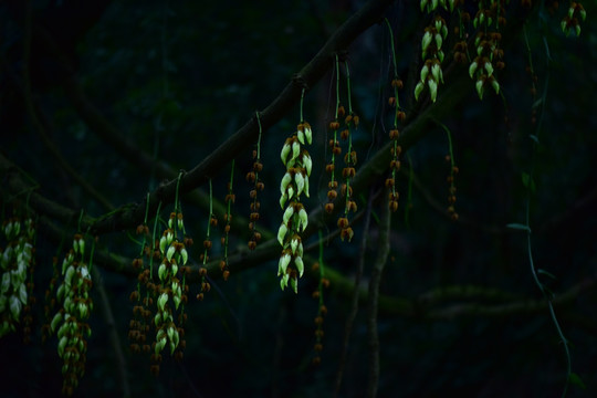 意境禾雀花