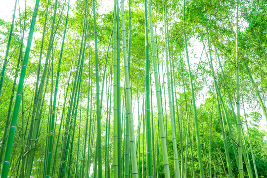 竹林风光 竹林背景竹林素材