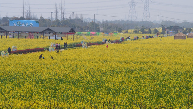 油菜花田