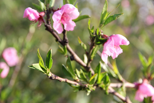 桃花