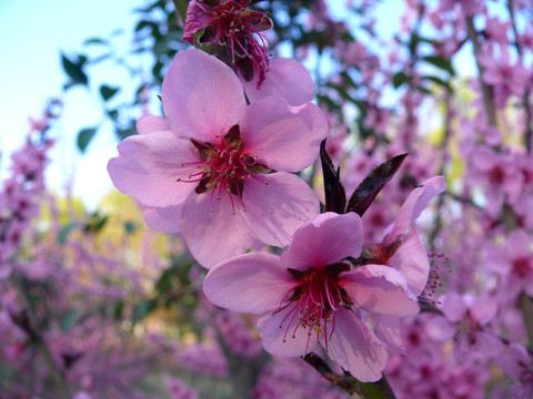 桃花特写