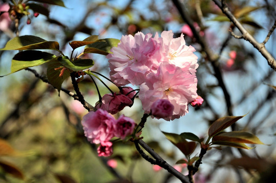 樱花 鲜花