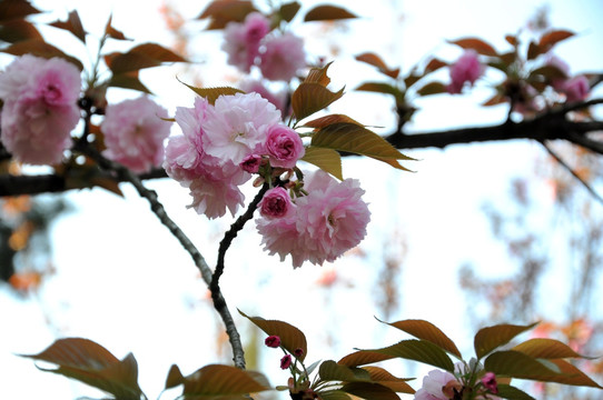 樱花 鲜花