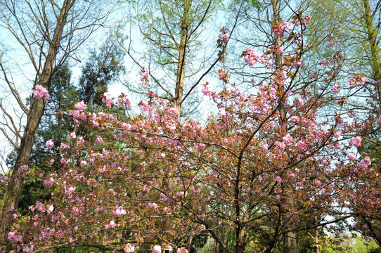 樱花 鲜花