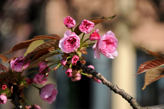 樱花 鲜花