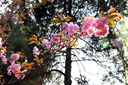 樱花 鲜花