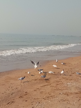 海鸟沙滩海鸥