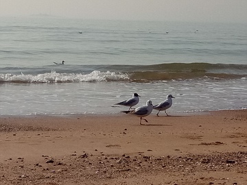 海鸥 海滩 沙滩 海鸟