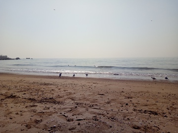海边海鸥沙滩