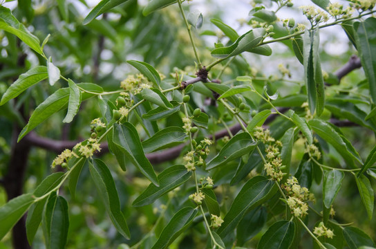 冬枣树 花 果实